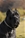 Ch. GALADRIEL DEL ROSSO MALPELO - Triola Cane Corso